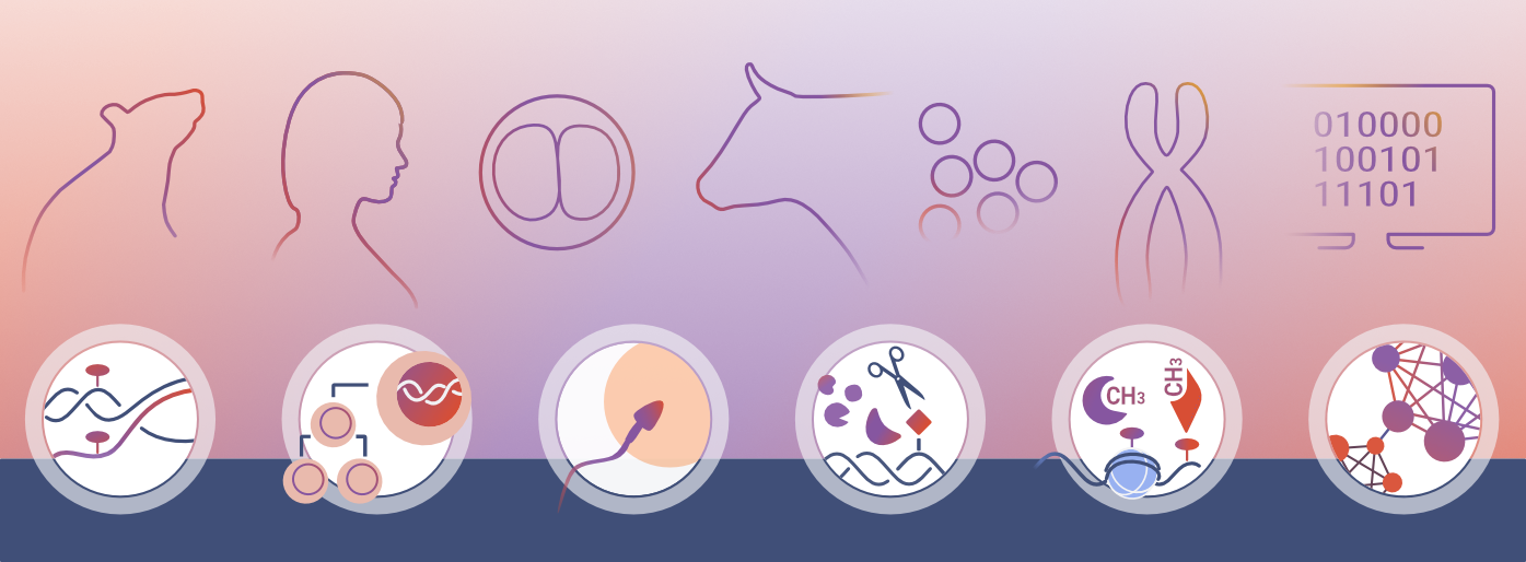 Illustration of a mouse, an embryo, a cow, a chromosome, a computer screen, DNA modifications, an egg being fertilized and a gene map.